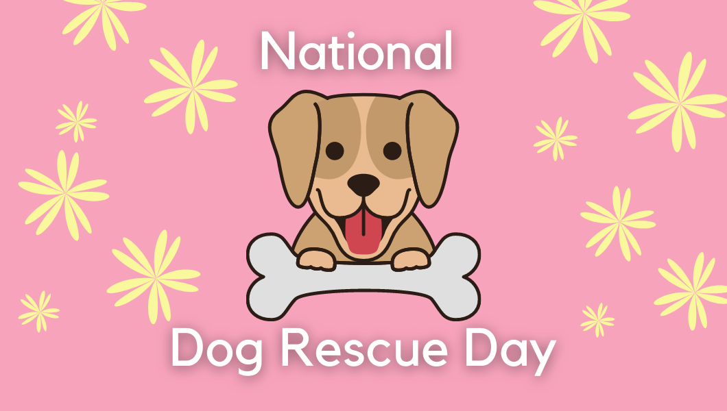 National Dog Rescue Day A Day at BISBY for Pippa and Gatsby